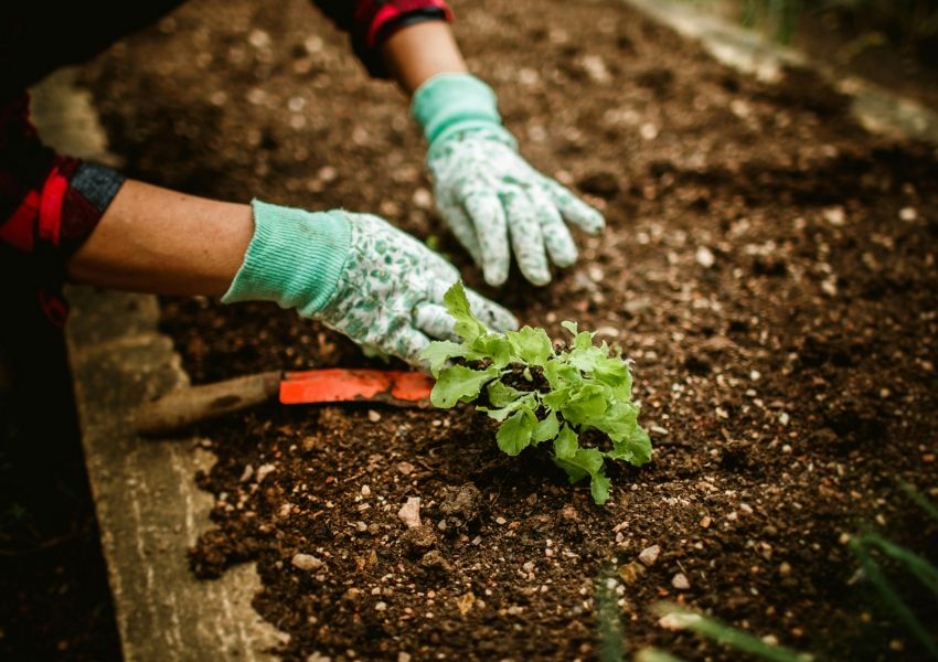 Gloved hands planting a lettuce seedling in a garden bed.