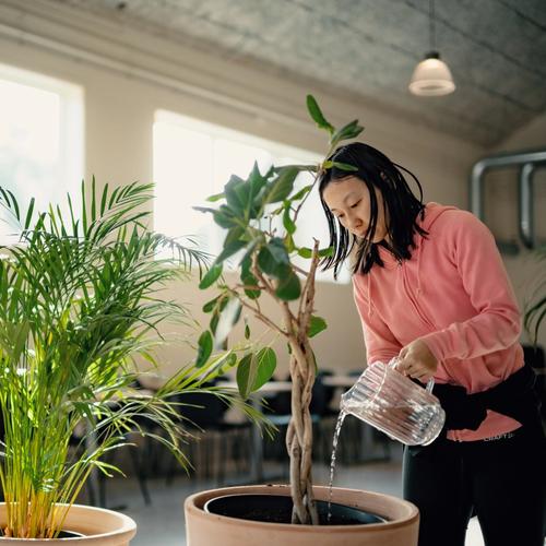 Person vanner blomster i kantina