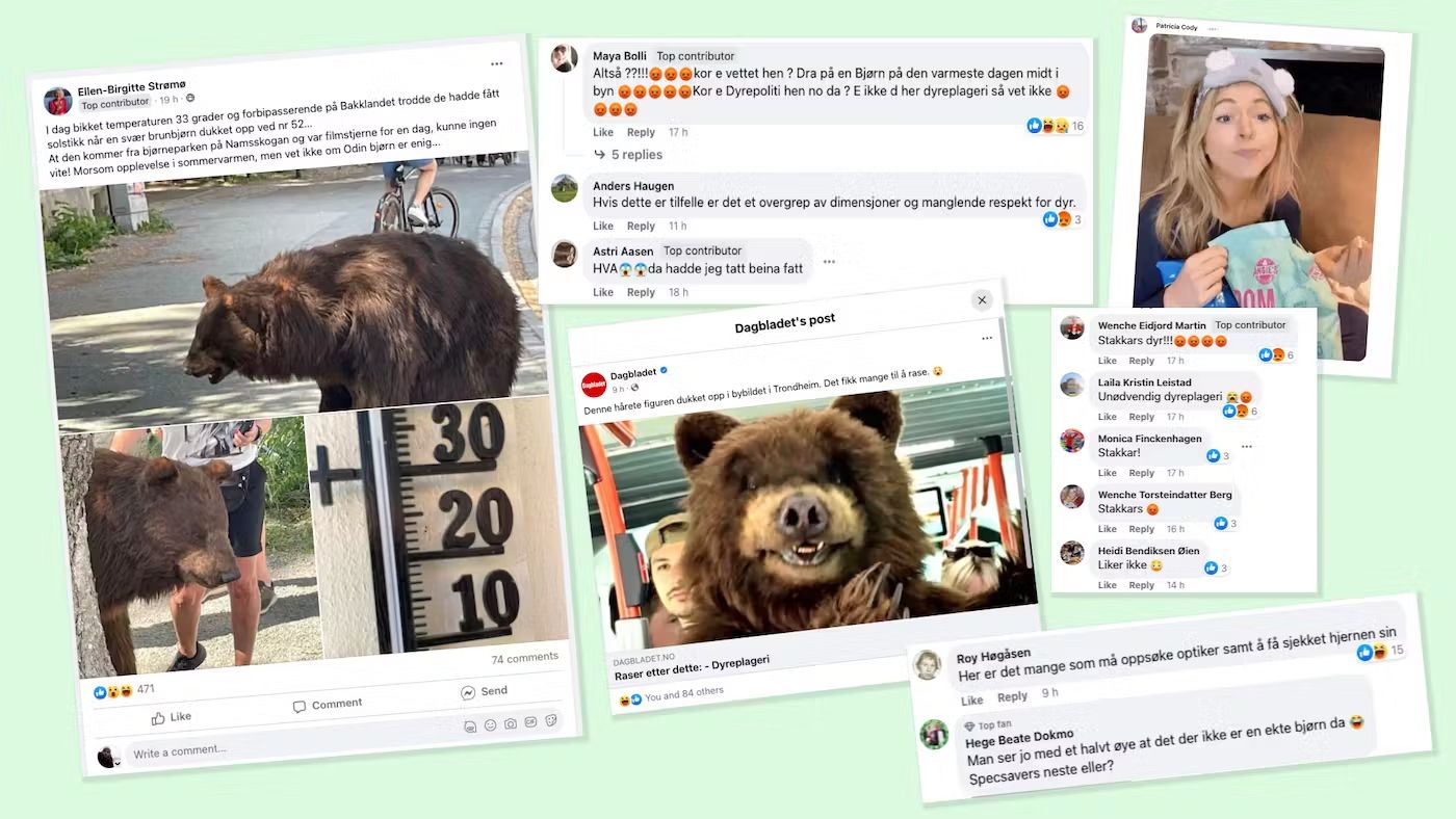 Bilde av bjørnen Odin på bytur, en kampanje for Namsskogan Familiepark & Hotell