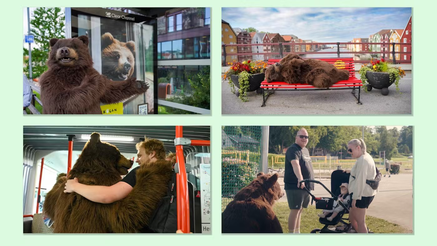 Bilde av bjørnen Odin på bytur, en kampanje for Namsskogan Familiepark & Hotell