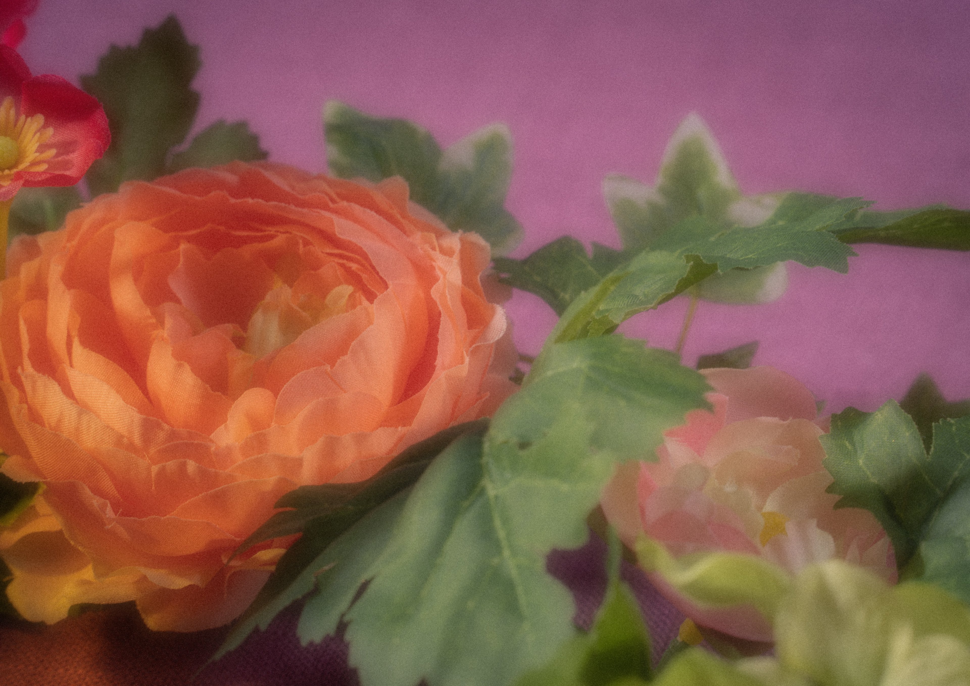 Nærbilde av en oransje ranunkel og rosa blomster med grønne blader mot en lilla bakgrunn