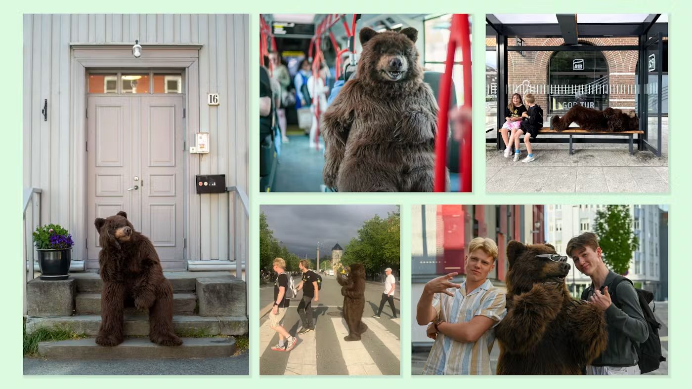 Bilde av bjørnen Odin på bytur, en kampanje for Namsskogan Familiepark & Hotell