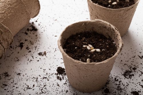 Whom are you Sowing Into?