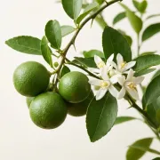 Lime