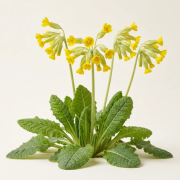 Primula