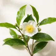 Ceai negru