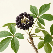 Ginseng-siberian