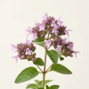 Oregano
