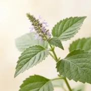 Patchouli