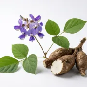 Pueraria mirifica