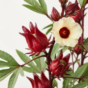 Hibiscus
