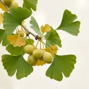 Ginkgo biloba