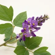 Pueraria lobata