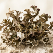 Lichen de piatra