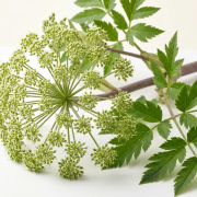 Angelica