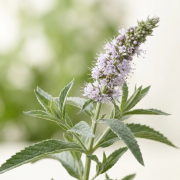 Menta
