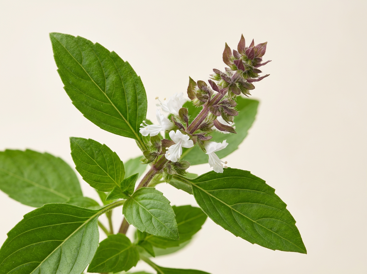 Busuioc