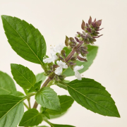 Busuioc
