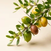Argan