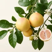 Grapefruit