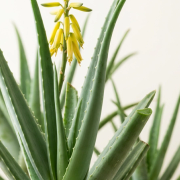 Aloe