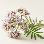 Valeriana