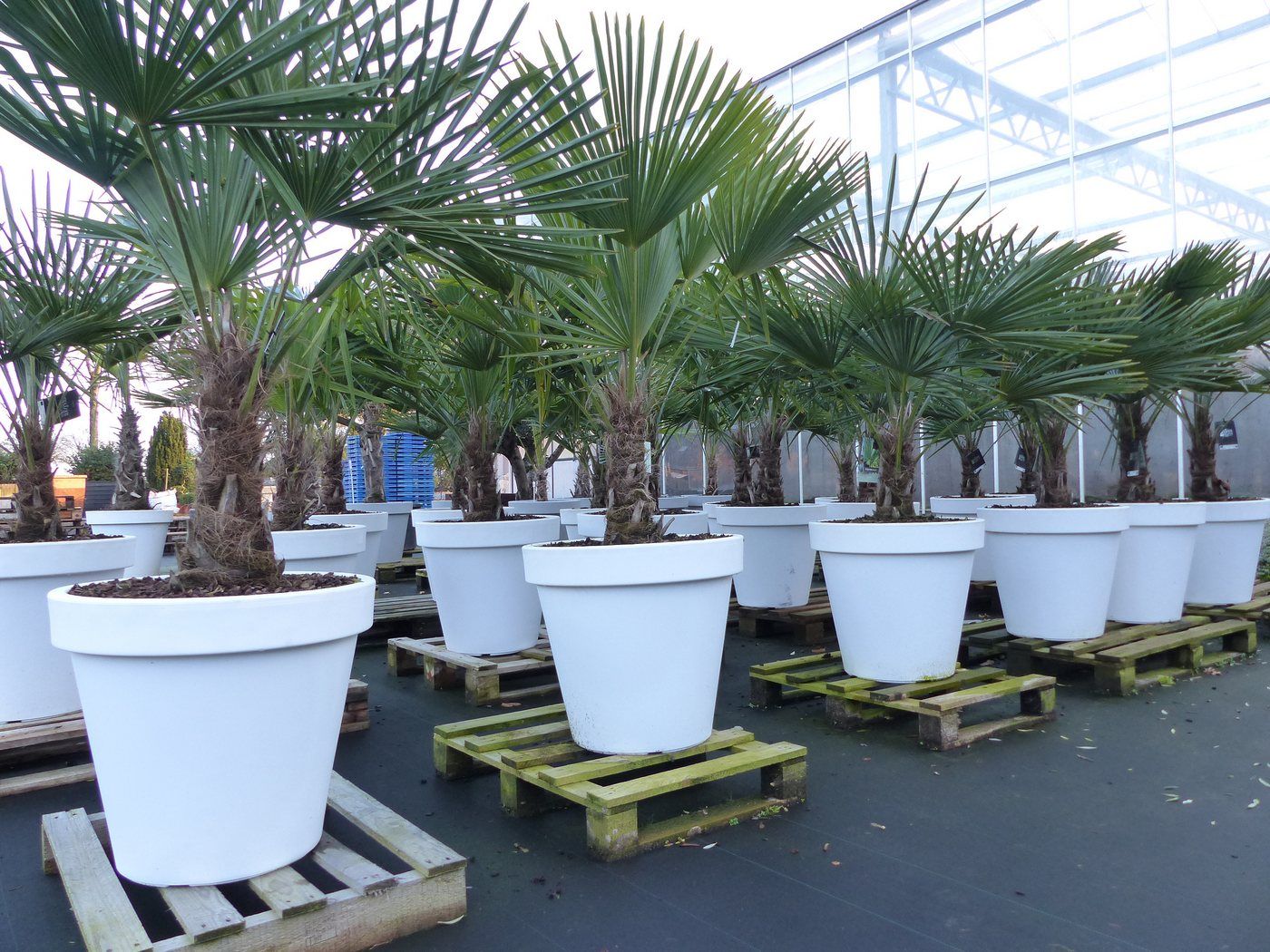 gruenwaren jakubik Baum XXL Palme winterhart Kübel weiß, 180 - 220 cm Trachycarpus fortunei