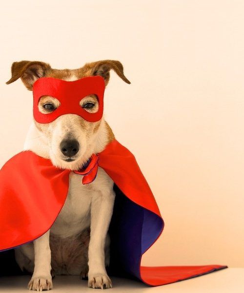 Wieso brauchst du einen SEO Freelancer? Sie sind die Superhelden hinter den Websites.