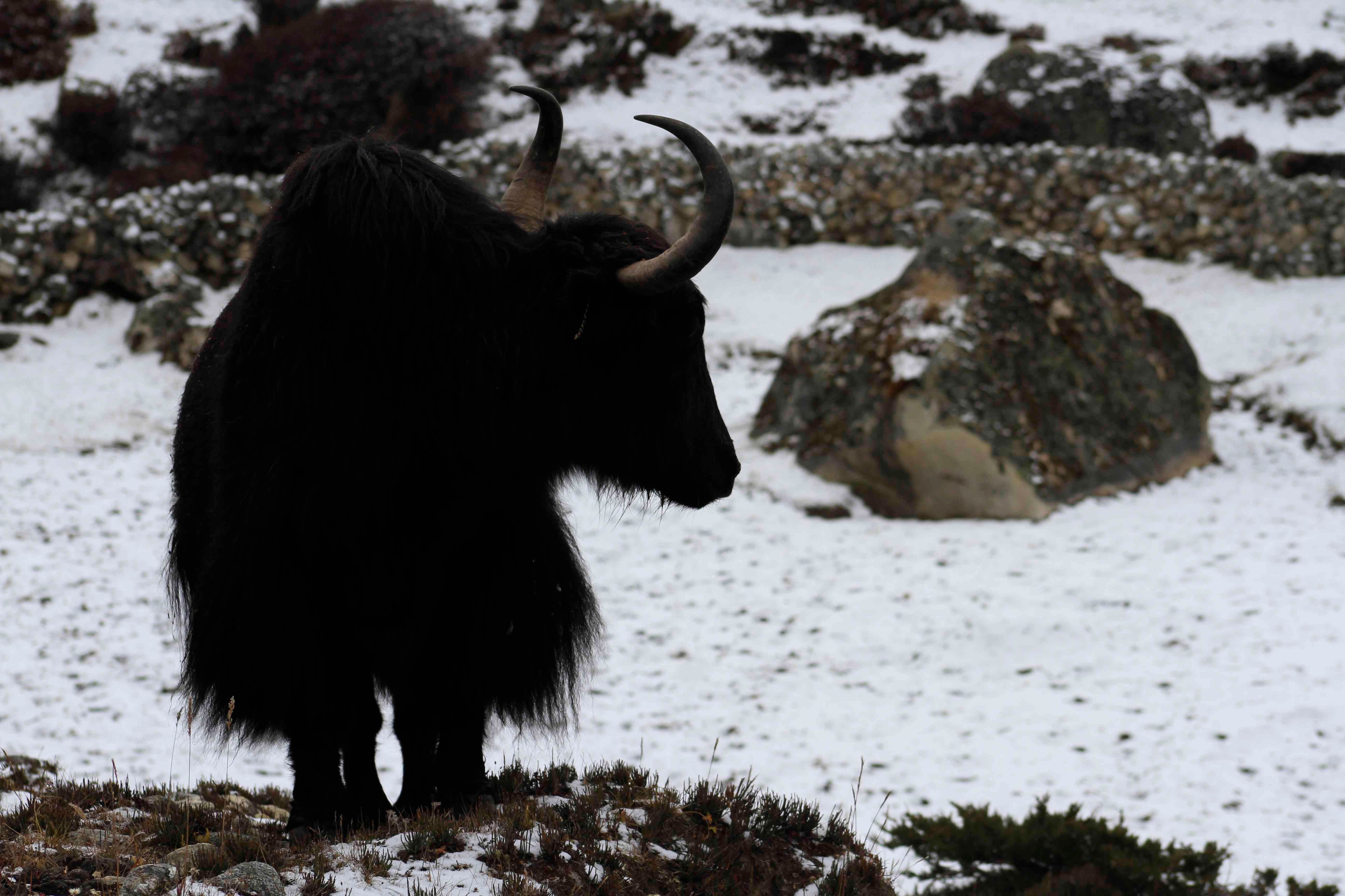 Yak in the cold