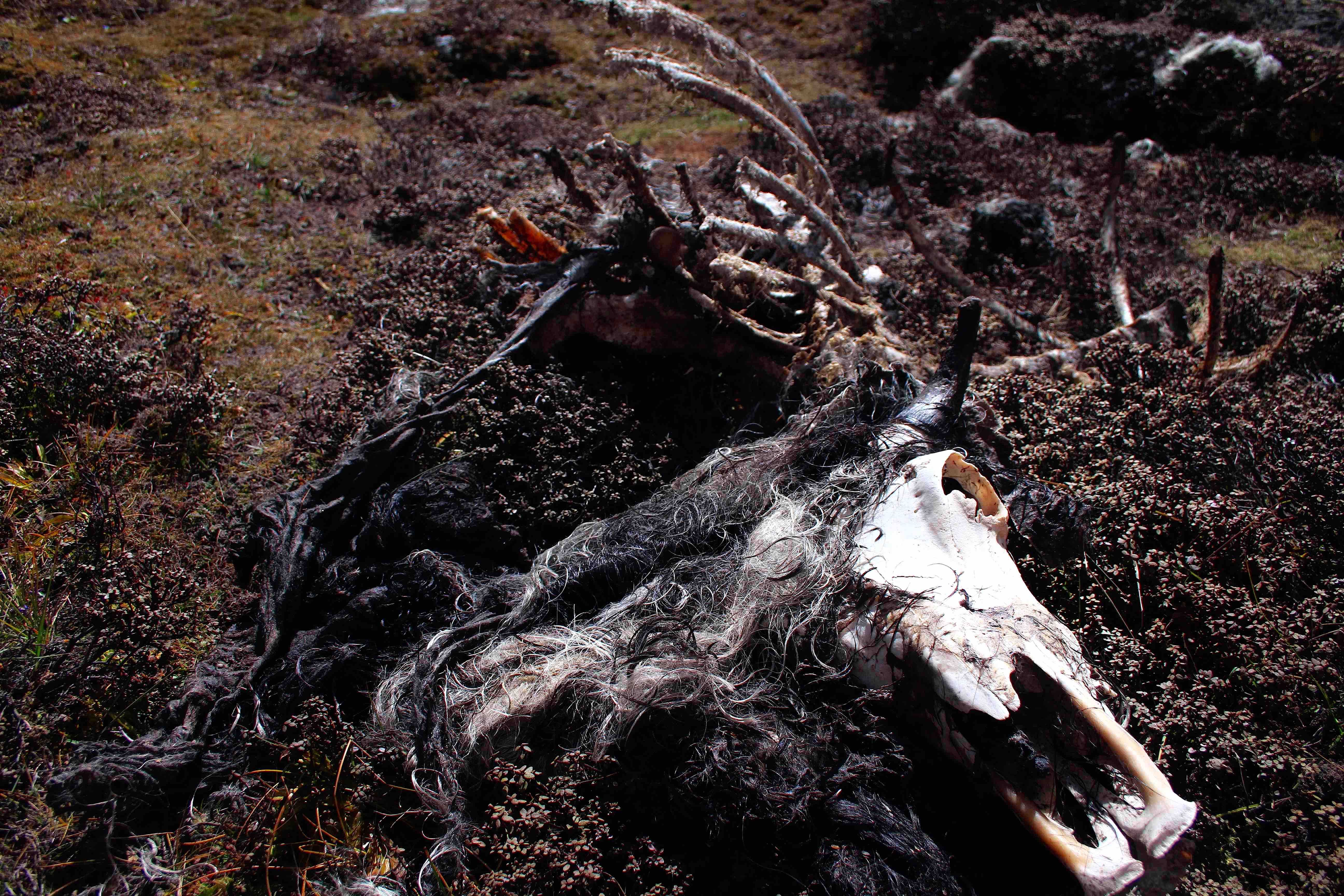 Old yak carcass