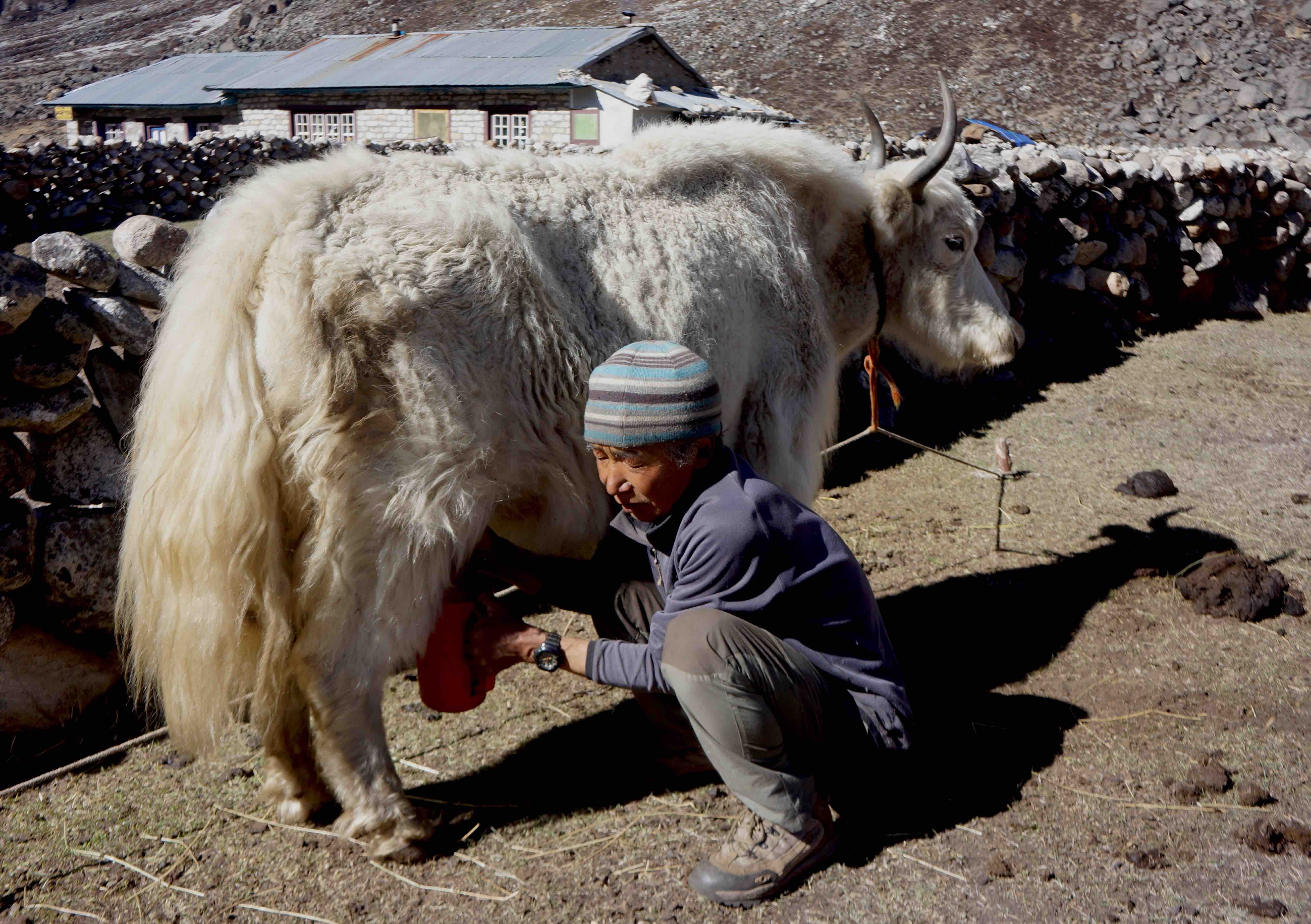 Fresh Yak milk