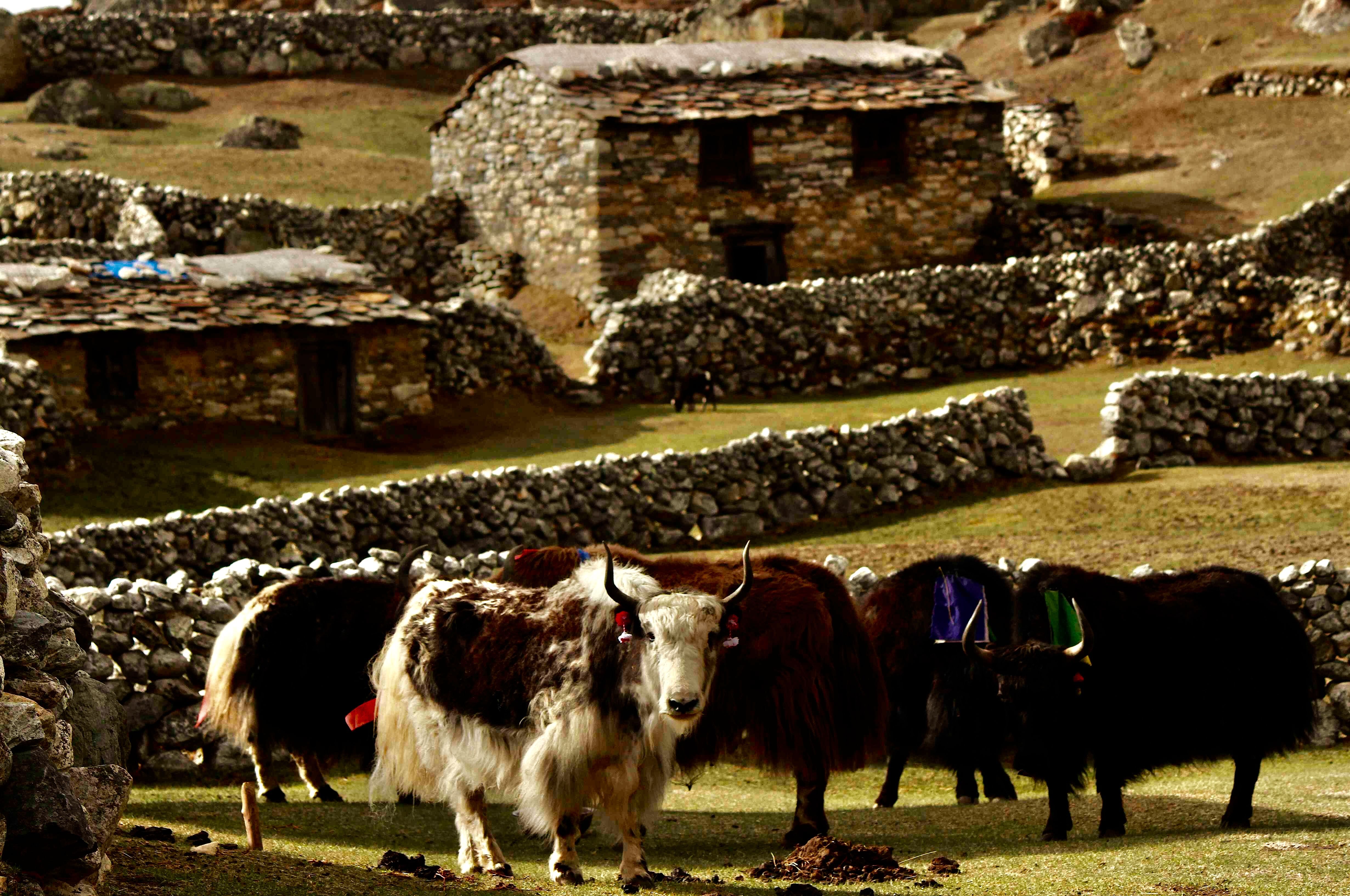 The yak farmers lodge