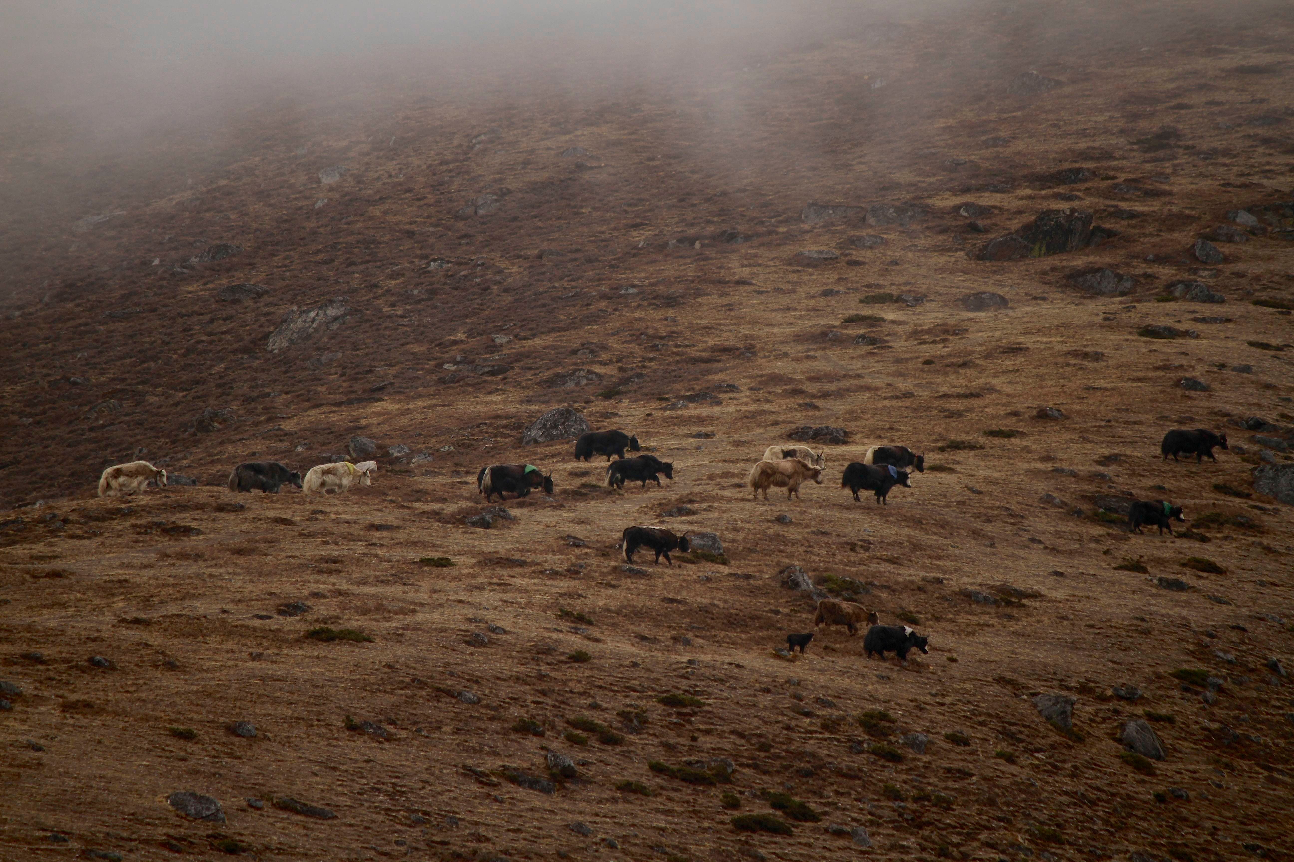 Yaks grazing the slopes