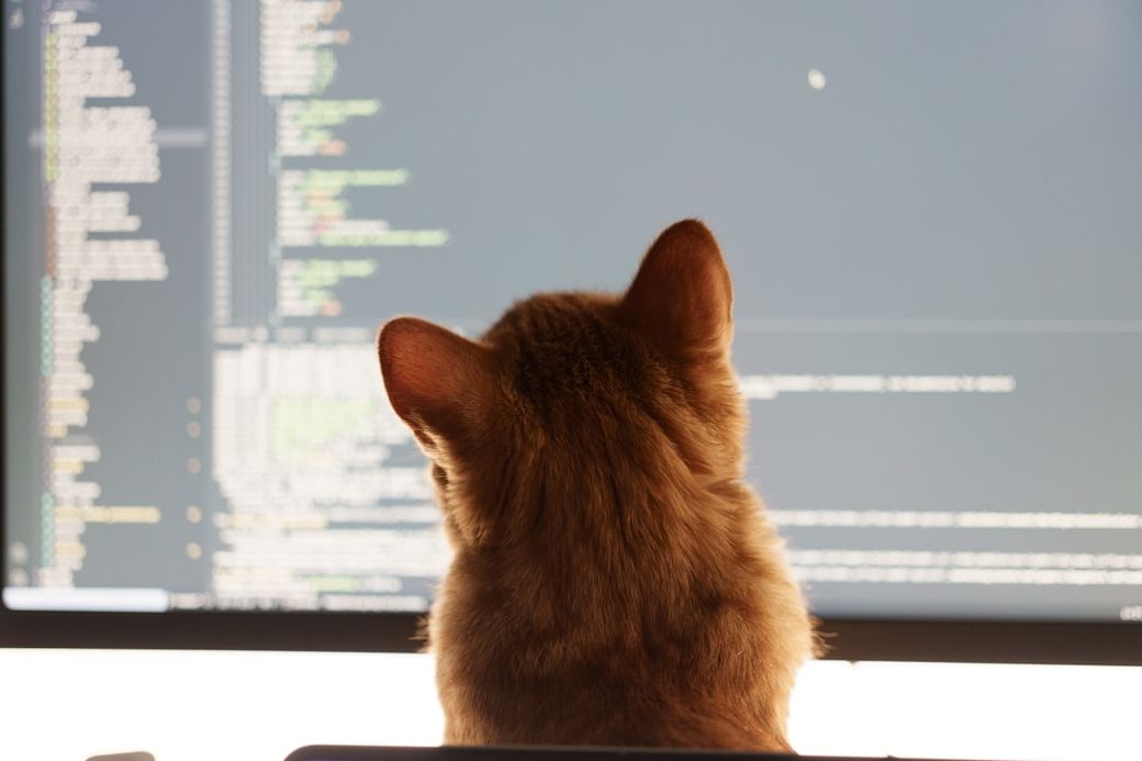 A close-up of a cat's back as it sits in front of a computer screen displaying lines of code. The setting suggests a cozy and modern workspace environment. — Credit: Photo by Volodymyr Dobrovolskyy on Unsplash
