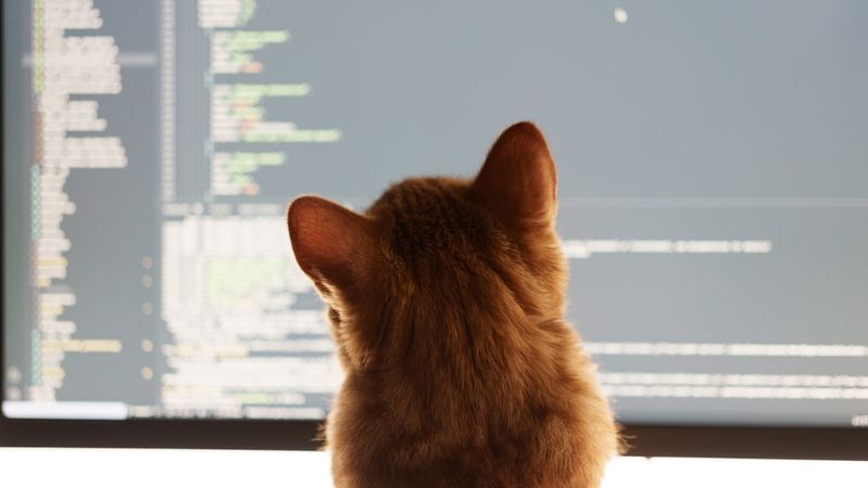 A close-up of a cat's back as it sits in front of a computer screen displaying lines of code. The setting suggests a cozy and modern workspace environment.