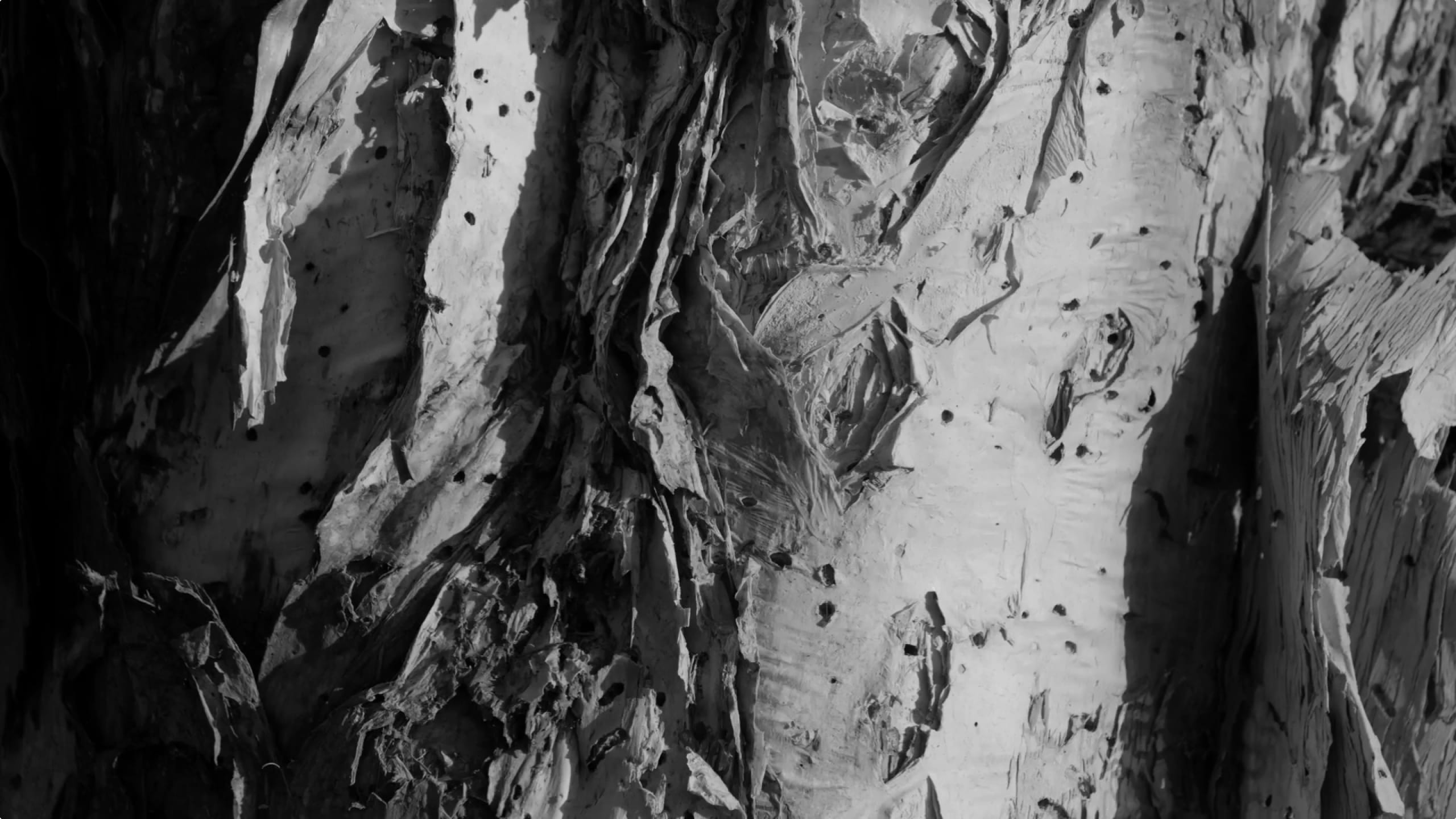Paperbark tree close up photographed in black/white