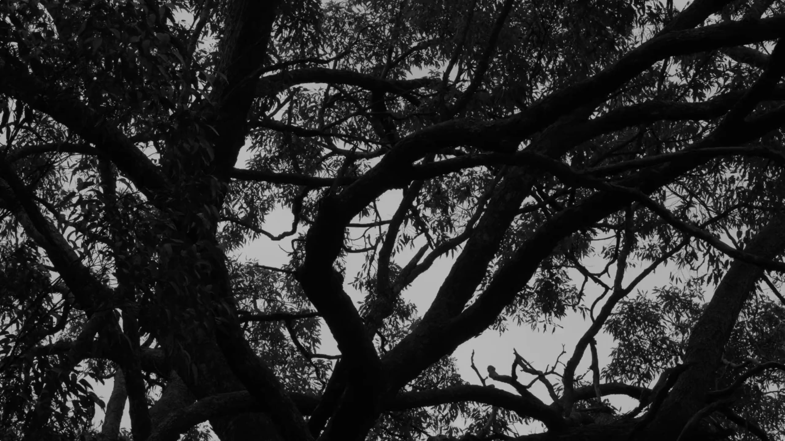 Tree branches close up photographed in black/white