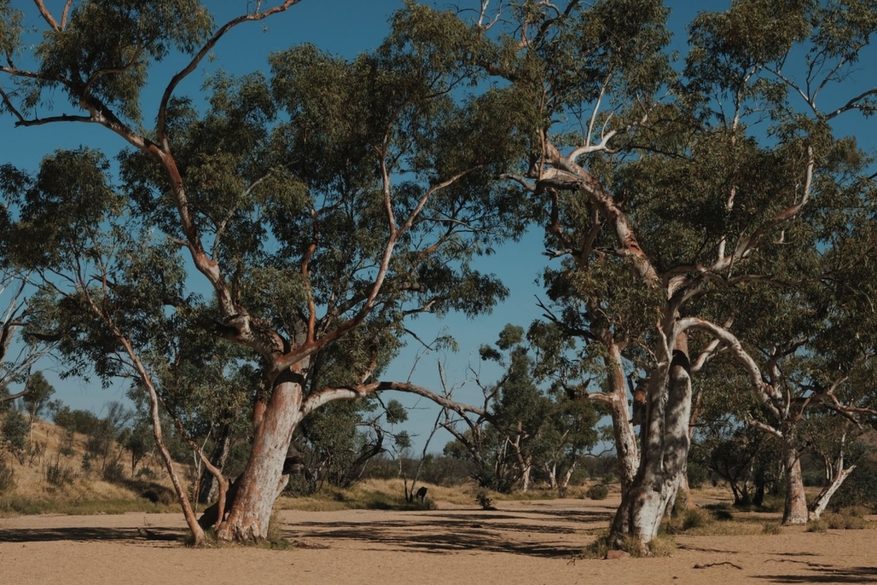 Eucalyptus trees on sandy ground under a clear blue sky in Arrente Country