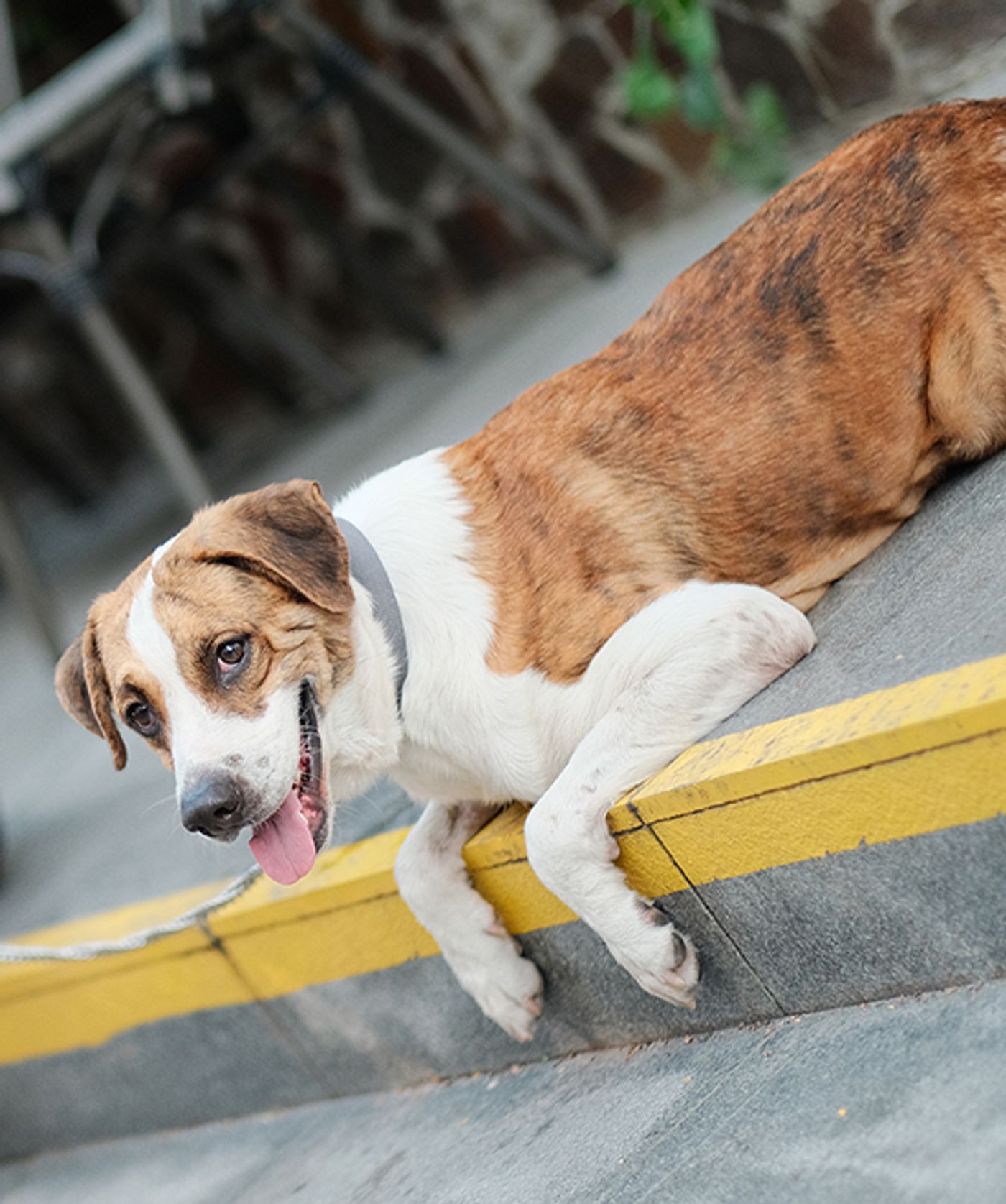Pampu, a brindle-and-white rescue dog, lies draped over a yellow-painted curb with tongue out