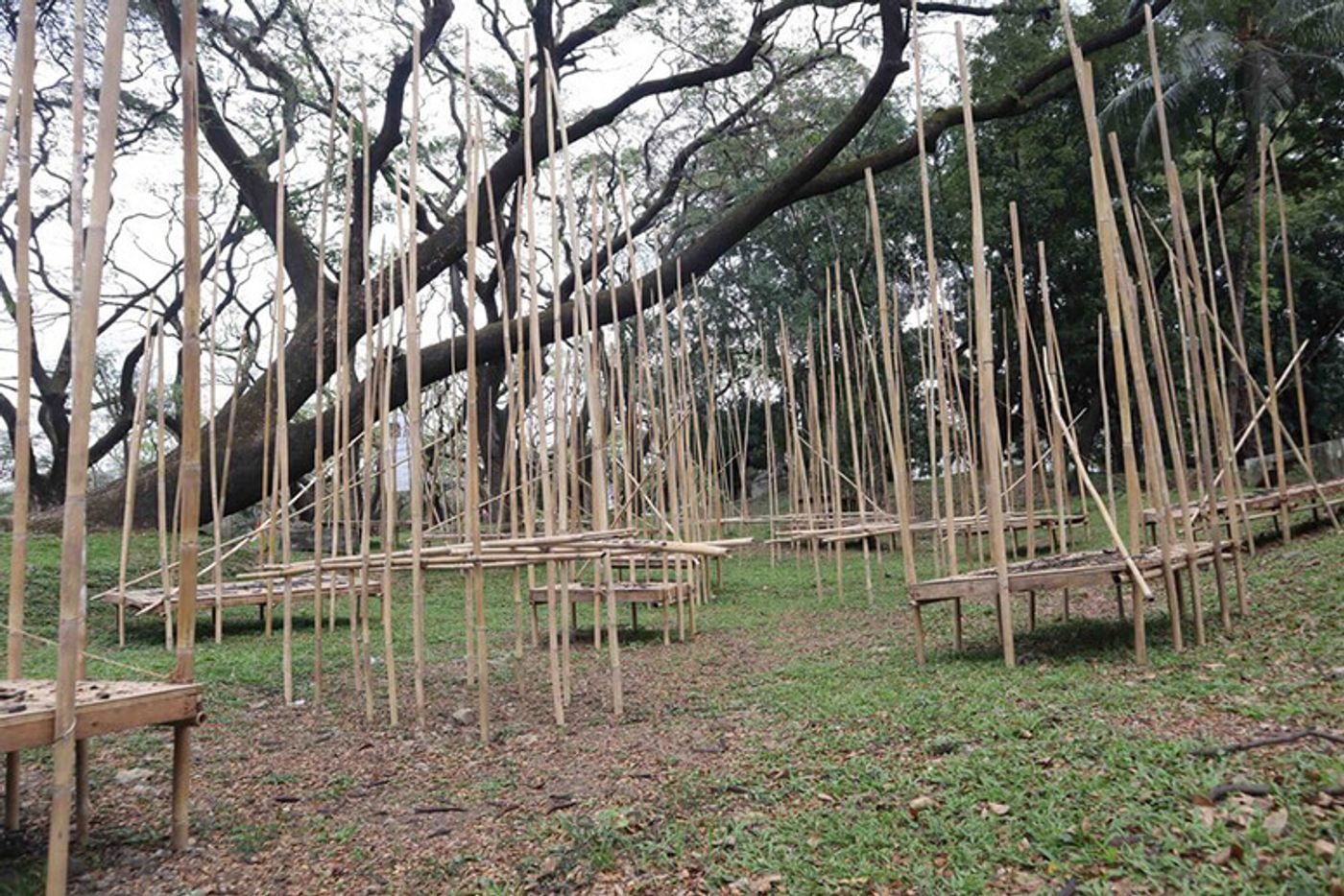 Kwarantin installation of tall bamboo poles and slatted platforms under a spreading tree