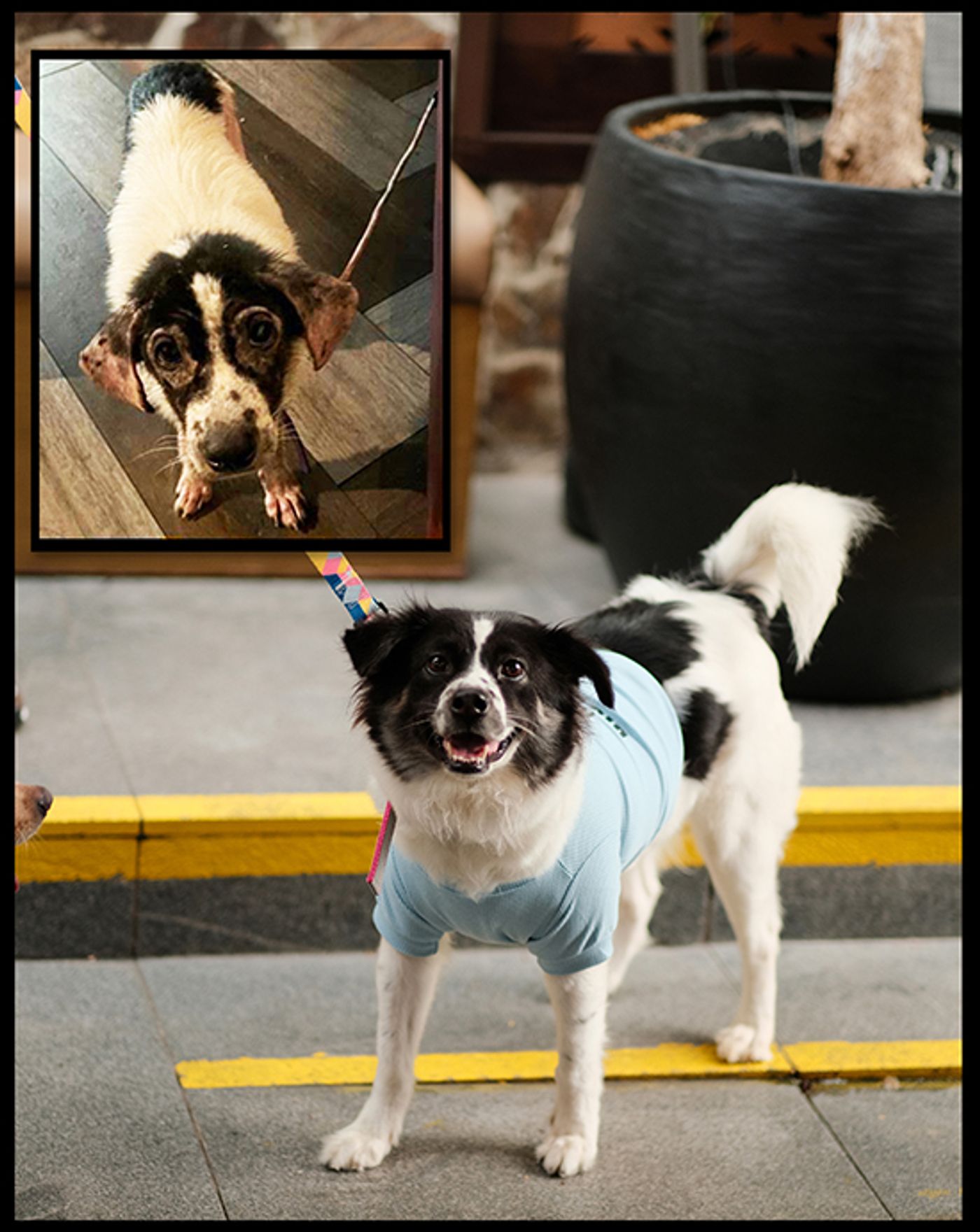 Before-and-after of a Bistro Group rescue: an inset of the dog as a mangy stray above the same black-and-white dog, now healthy in a pale blue shirt on a leash