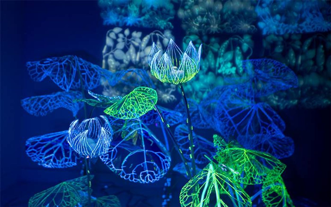 Andreea Medar’s Waterlilies, glowing wire lotus blooms and leaves in electric blue and green under ultraviolet light