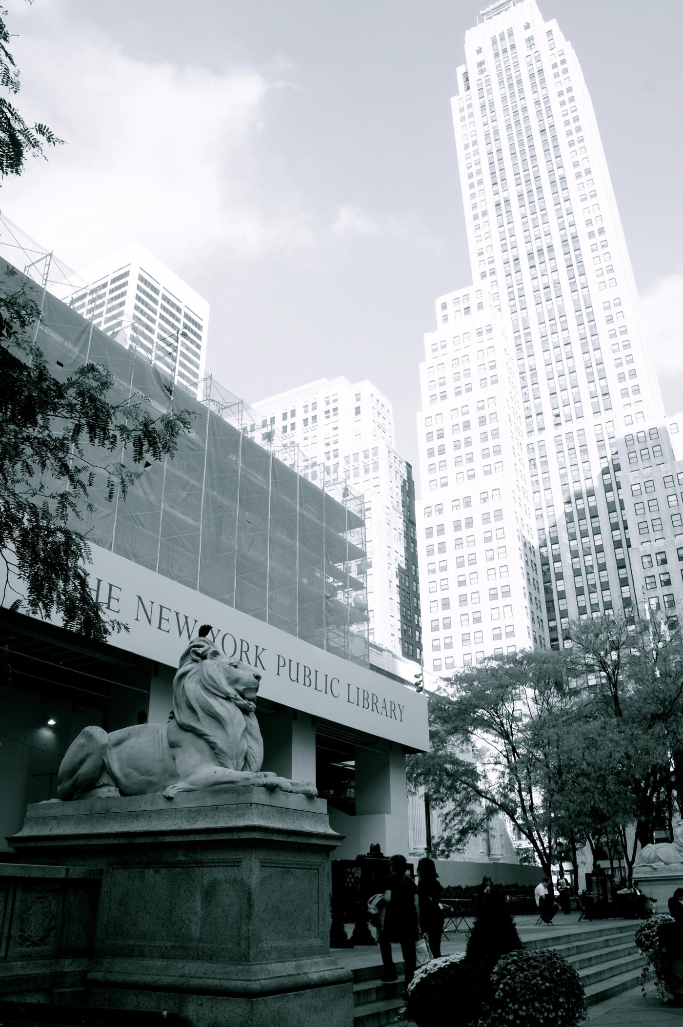 Marble lion guarding the New York Public Library entrance, skyscrapers looming behind