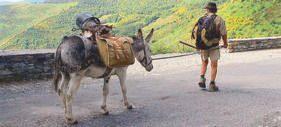 A walker leading a pack-laden donkey up a mountain road above green valleys on the way to Santiago