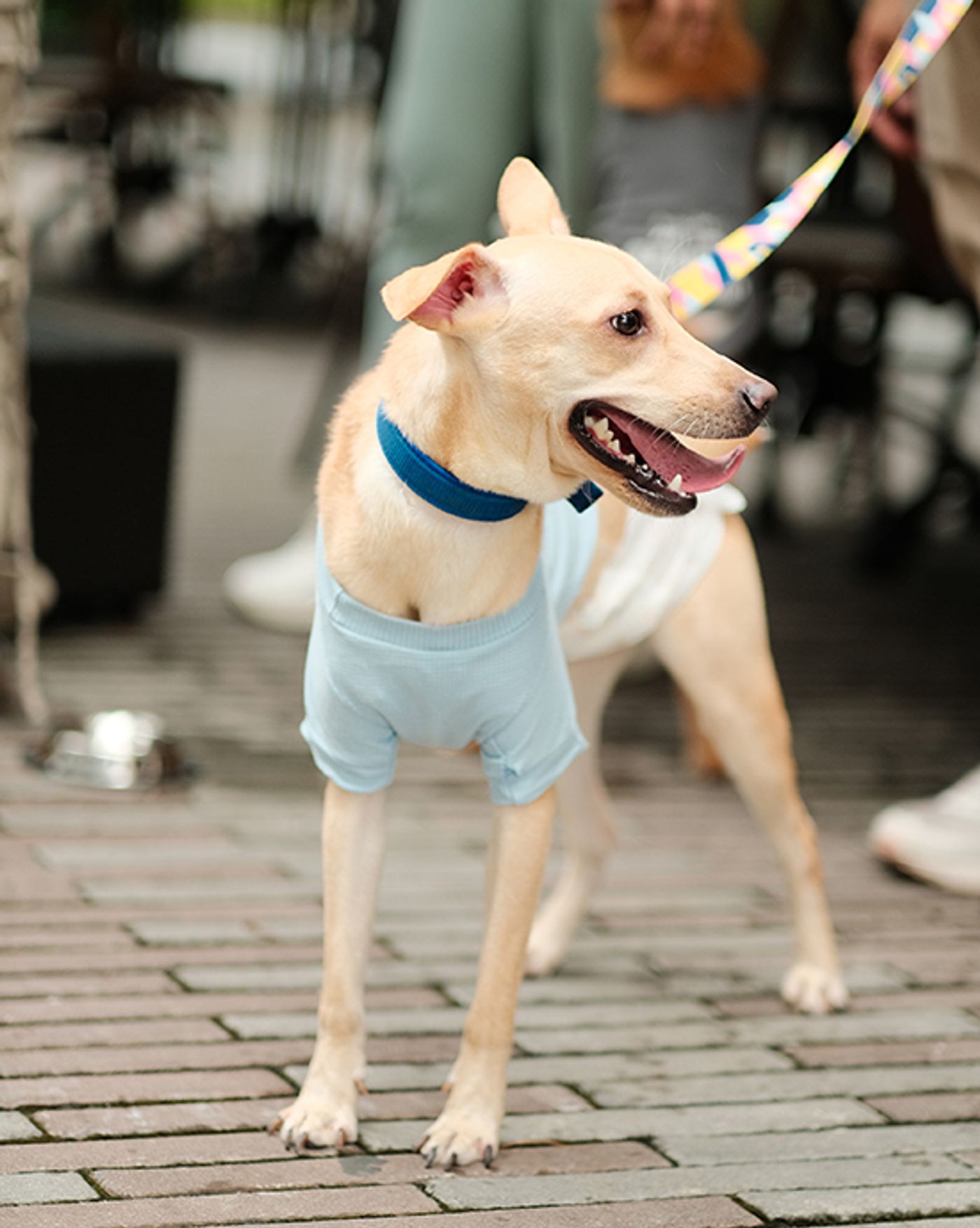 Buddy, a pale yellow rescue dog in a light blue shirt and blue collar, stands leashed on brick paving with his mouth open