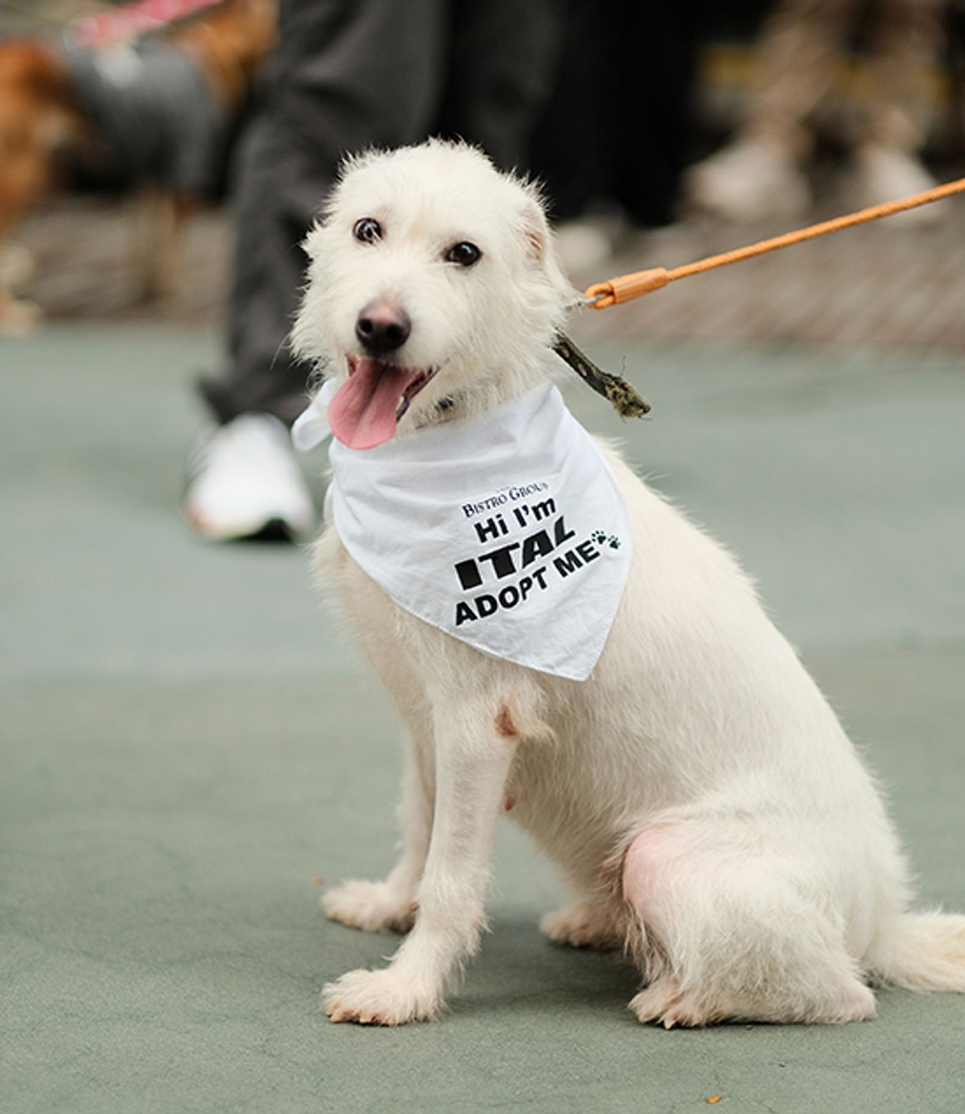 Ital, a shaggy white dog, sits wearing a Bistro Group “Hi I’m Ital, adopt me” bandana