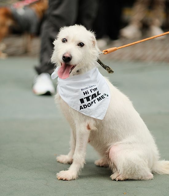 Ital, a shaggy white dog, sits wearing a Bistro Group “Hi I’m Ital, adopt me” bandana