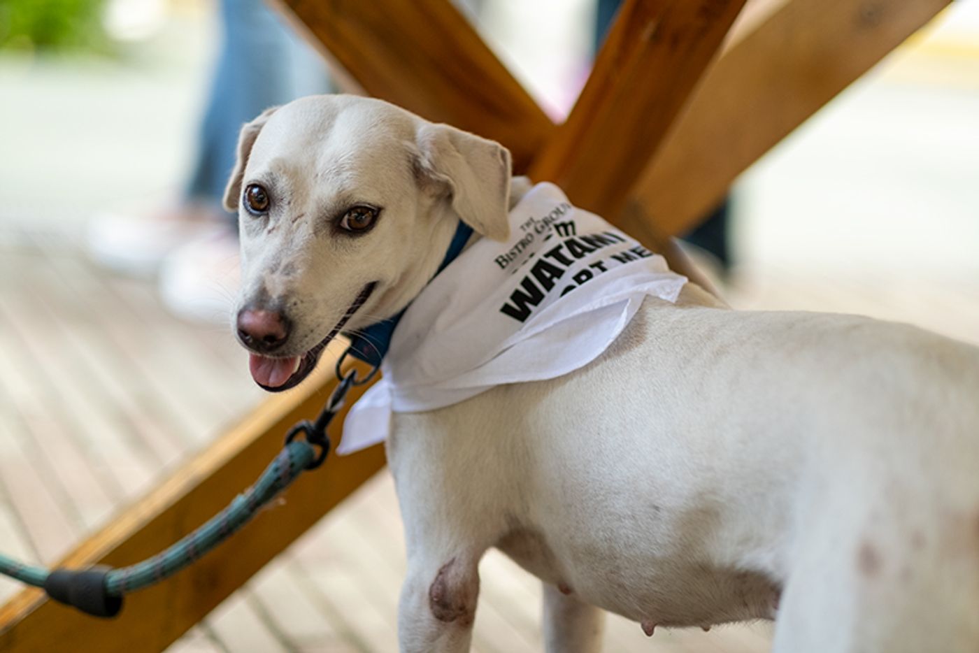 Watami, a white-and-tan dog on a leash, wears a “Watami, adopt me” bandana