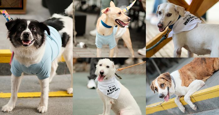 A collage of five rescued dogs in Bistro Group bandanas and shirts: a black-and-white dog, a yellow dog, and white-and-tan strays with their tongues out