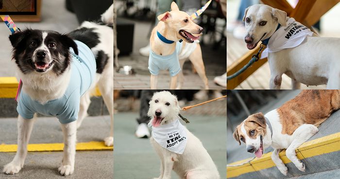 A collage of five rescued dogs in Bistro Group bandanas and shirts: a black-and-white dog, a yellow dog, and white-and-tan strays with their tongues out
